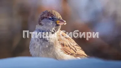 Все перелётные птицы: картинки с названиями и описаниями