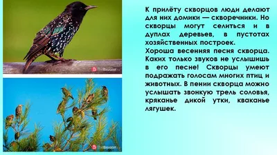 В Новосибирск прилетели редкие земляные птицы 10 октября 2019 года - 10  октября 2019 - НГС