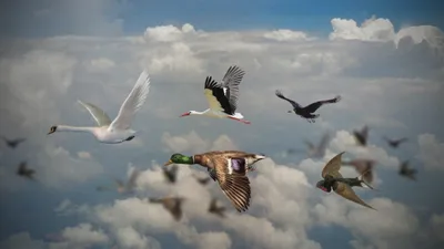 Перелетные птицы объединяют мир» — под таким девизом проходят в 2020 году  Всемирные дни мигрирующих птиц. Его отмечают дважды в год — в октябре и в  мае, в месяцы, на которые приходятся