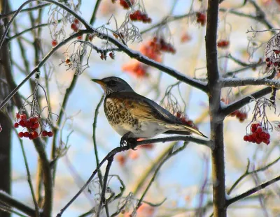 Почему перелетные птицы возвращаются весной обратно?