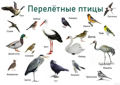 Перелетные птицы детям - картинки и фото poknok.art