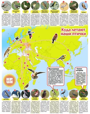 День перелетных птиц: из Украины – на Израиль, и потом – в Конго - Новости  на KP.UA