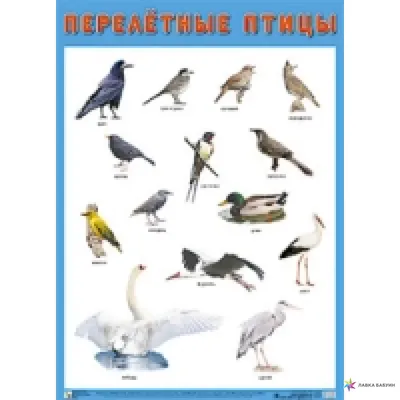 Плакат. Перелетные птицы, , Мозаика-Синтез купить книгу 978-5-43150-882-0 –  Лавка Бабуин, Киев, Украина