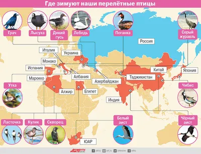 Перелетные птицы в Турции | Местные новости
