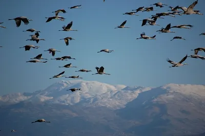 Перелетные птицы Украины в Вашем Саду