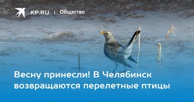 В Беларусь вернулись первые перелетные птицы - KP.RU
