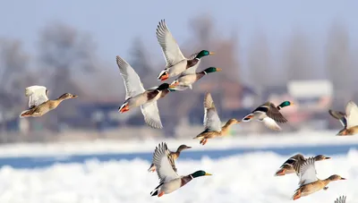 В Германии прошла большая перепись птиц – DW – 07.02.2020