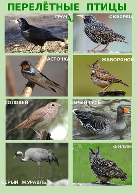 Птицы Урала Фото И Название И Описание – Telegraph