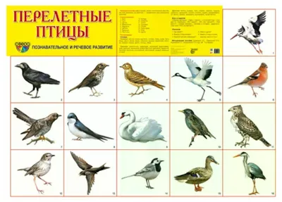 Центр интеллектуального развития \"Пятое измерение\" - «Перелетные птицы  Южного Урала»