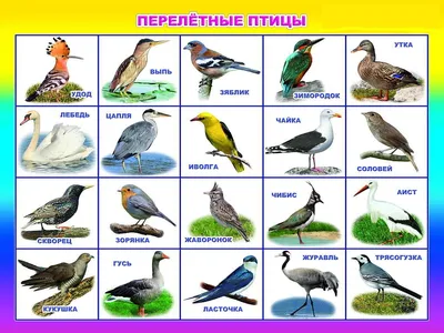 Перелетные птицы карточки с названиями для детей: 2 тыс изображений найдено  в Яндекс Картинках