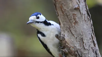 Видеоурок «Перелётные птицы» - YouTube