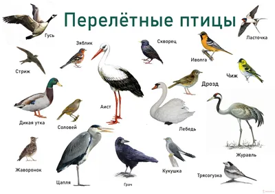 Звукознайка: Перелетные птицы