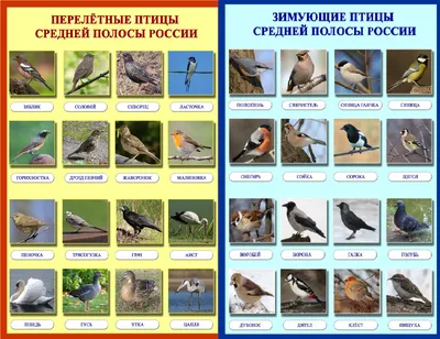 В Хабаровский край возвращаются перелетные птицы | ОБЩЕСТВО | АиФ Хабаровск