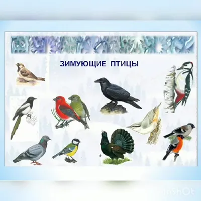 Пернатые вестники весны: какие птицы к нам уже прилетели | 08.04.2022 |  Новосибирск - БезФормата