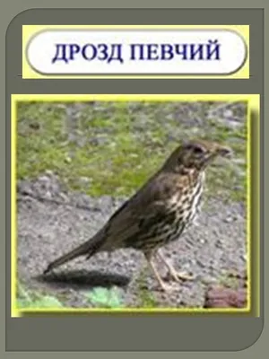 Картинки птицы весной для детей с названиями (68 фото) » Картинки и статусы  про окружающий мир вокруг