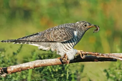 Народные приметы: возвращение перелетных птиц сулит хороший урожай хлеба |  Вслух.ru