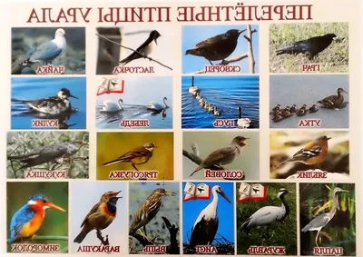 Все перелётные птицы: картинки с названиями и описаниями