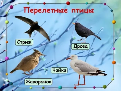 В Екатеринбурге горожане встречают перелетных птиц на экскурсиях - KP.RU