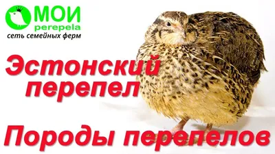 Породы перепелов. Перепела для начинающих. Эстонские перепела | Перепел,  Перепела, Птицеводство