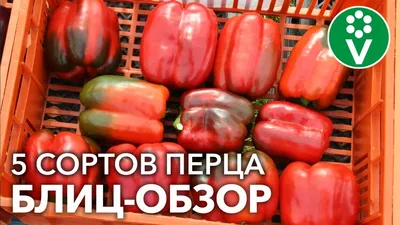 Лучшие сорта болгарского перца для выращивания на подоконнике | Анна  Кузнецова | Дзен