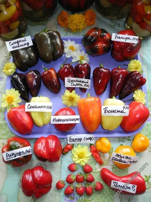 Каталог семян перцев для предварительных заказов на сезон 2015-2016 гг. |  Семена редких сортов томатов
