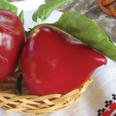 Семена перца Леся купить в Украине | Веснодар