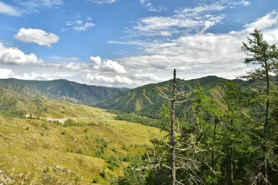 Перевал Чике-Таман, Горный Алтай. Карта, высота, фото, видео, как  добраться, базы отдыха – Туристер.Ру