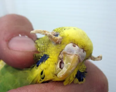 Перьевой клещ у волнистых попугаев фото фото