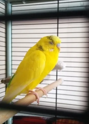 Что с перьями, как быстро отрастают перья у попугаев - YouTube