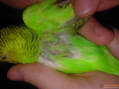 Почему у попугая могут выпадать перья и что делать в этом случае | Лапа  помощи | Дзен