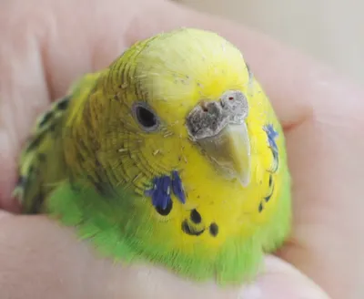 Клещ у волнистых попугаев - как лечить