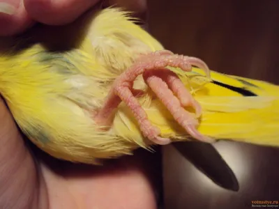 клещ у попугая / чем лечить? вазелиновое масло - YouTube