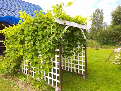 Шпалера для винограда своими руками. Сделал в едином стиле с ранее  построеной аркой перголой | Home garden handmade | Дзен