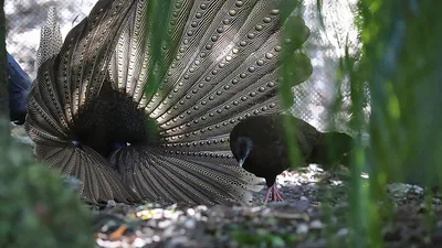 Ульяновский сайт-определитель перьев птиц победил на Фестивале музейного  мультимедиа - Агентство социальной информации
