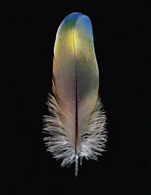 Перья сов. Красивые, роскошные перья птиц. (ID#1417115570), цена: 2 ₴,  купить на Prom.ua