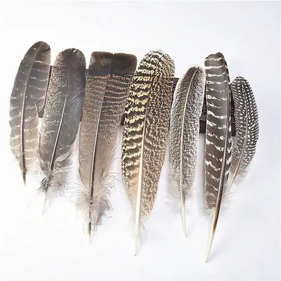Самые красивые перья птиц - 65 фото