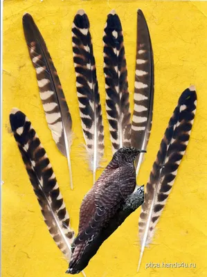 серое перо птицы PNG , птичьи перья, серые перья, перья PNG картинки и пнг  PSD рисунок для бесплатной загрузки