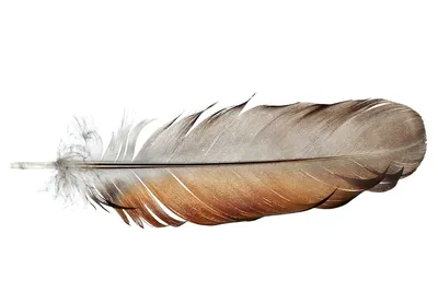 птичье перо падающий материал, синее перо, изображения перьев, перья птиц,  вектор перо png | PNGWing