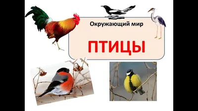 Перо птицы | Гнездо Натуралиста 🏕 | Дзен