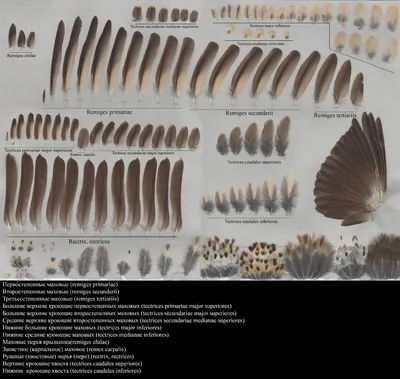 Винтажная металлическая табличка перья разных птиц, виды перьев, металл,  20х30 см, 30 см, 20 см - купить в интернет-магазине OZON по выгодной цене  (222965130)