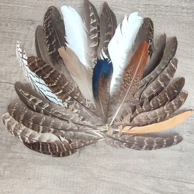 Разных размеров и цветов перья птиц…» — создано в Шедевруме