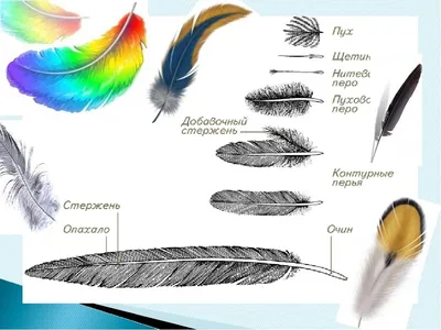 Перья разных птиц , ловец снов: 5 грн. - Поделки / рукоделие Днепр на Olx