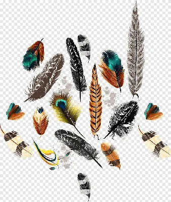 Как хранить перья и коллекционировать их? | Природа и экология |  annie_wild_life | Дзен