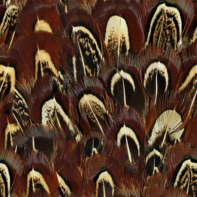 естественные перья птиц различных типов Стоковое Фото - изображение  насчитывающей украшение, природа: 237792374