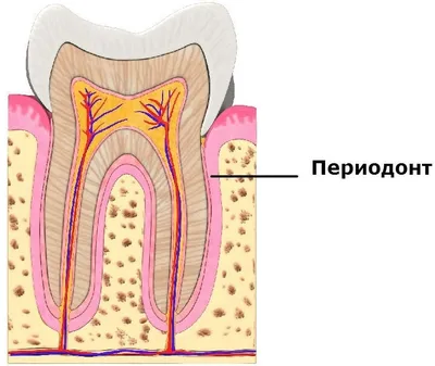 Периодонтит: причины, симптомы, методы диагностики и лечения периодонтита