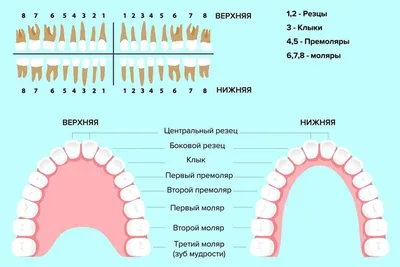 Пародонтит: симптомы и лечение - полезные статьи стоматологической сферы в  блоге «Гелиоса».