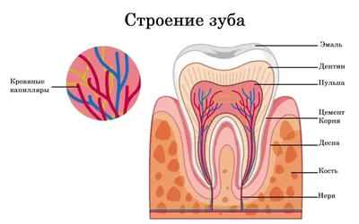 Периодонтит зуба, лечение | Цена в стоматологии Тирисан