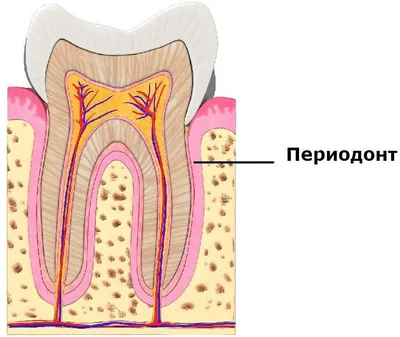 Лечение каналов зуба при периодонтите - Diamond Dent