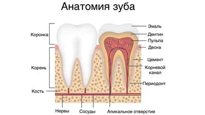 Периодонтит: симптомы, причины, лечение, цены в Москве, осложнения, фото  периодонтита под коронкой