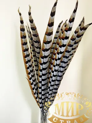 Натуральное перо фазана Длинна 60-65см*1шт (ID#333846943), цена: 98 ₴,  купить на Prom.ua